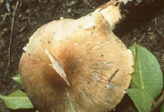 Tricholoma subluteum